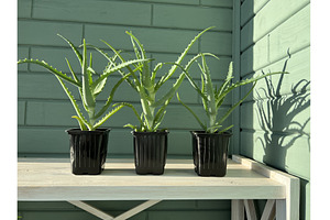 Aloe Vera leaves where growth in our, a Nature Photo by Nadzin
