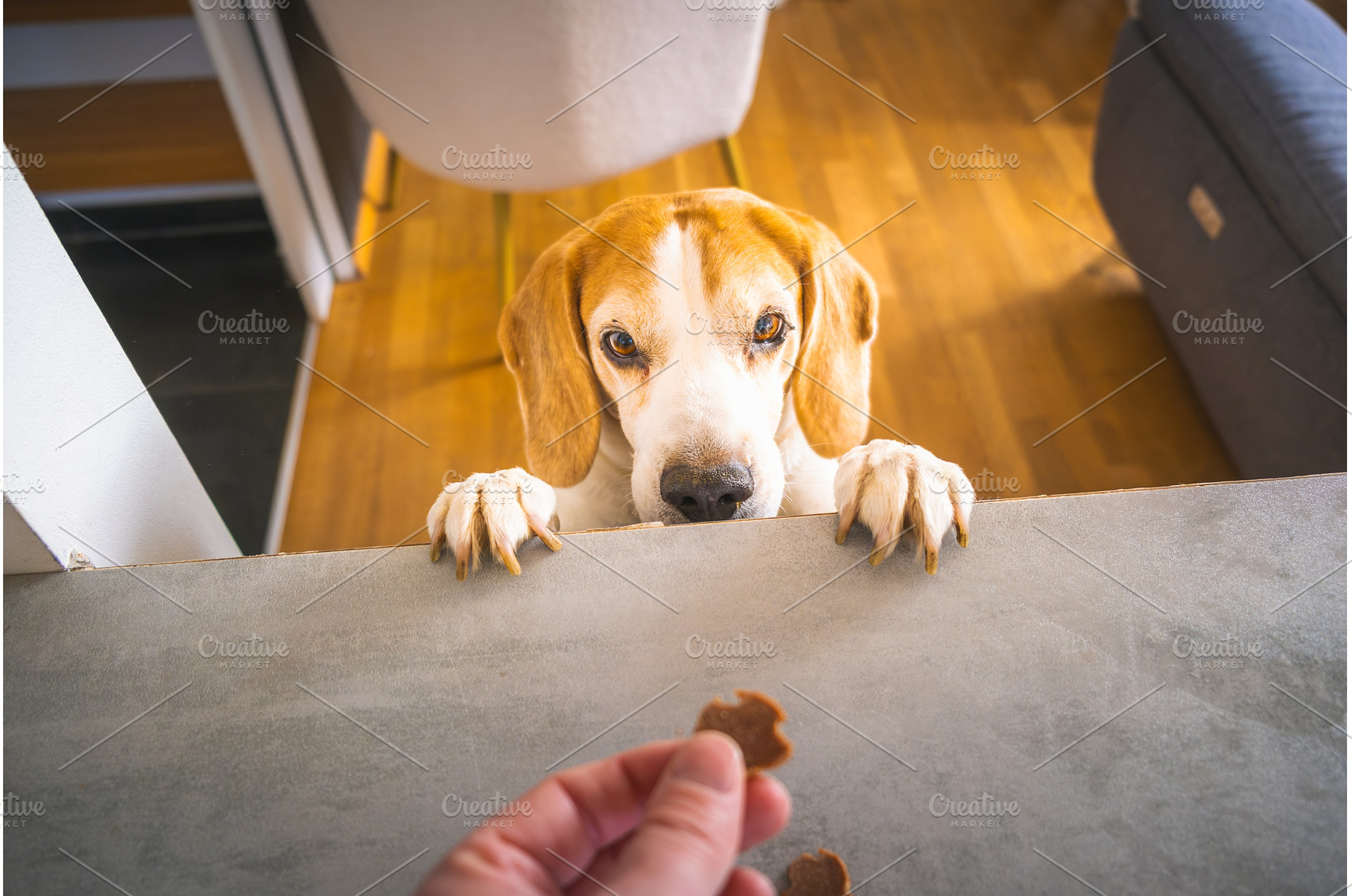 Beagle dog begging for treat from, an Animal Photo by MadPhotos