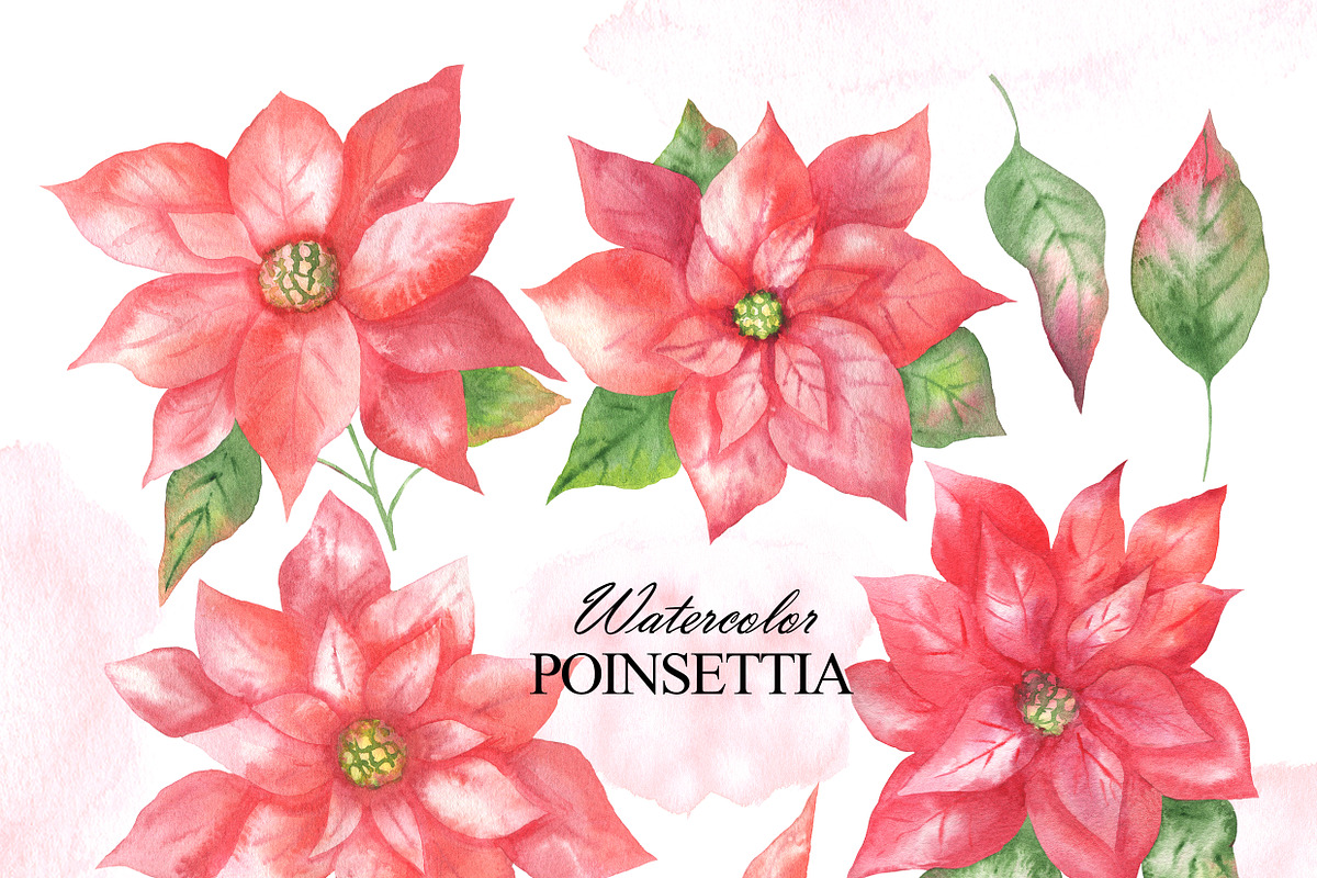 Watercolor poinsettia clipart, an Illustration by OlDm_Shop (Photo 2 of 10)