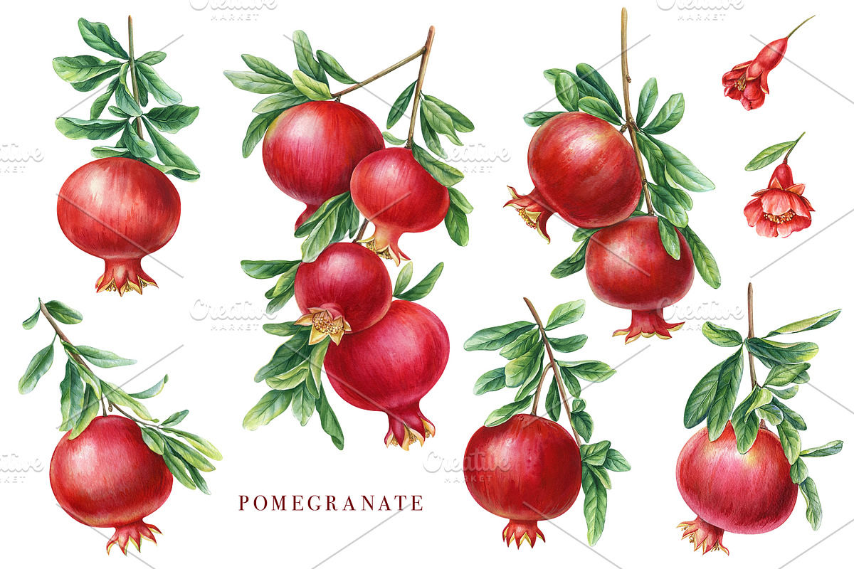 Fruits and berries, an Illustration by Hanna Hryharenka (Photo 12 of 16)