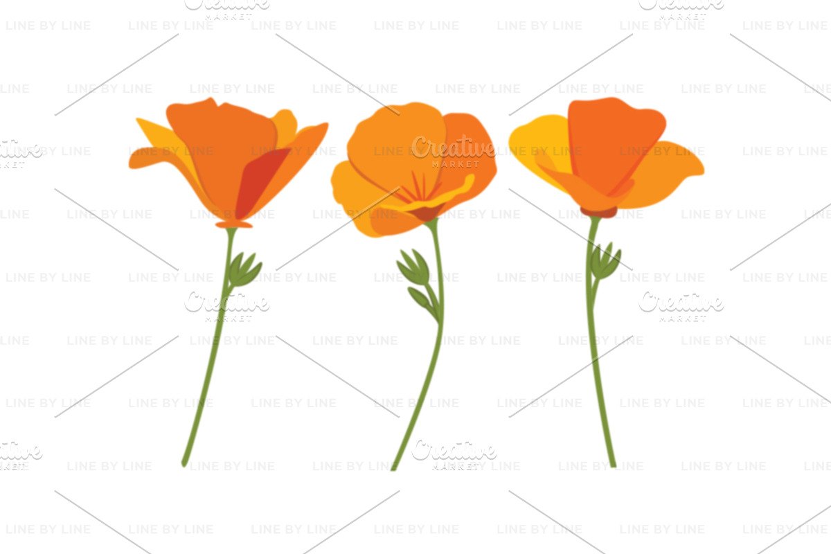 California Poppies Flower Vector Set, an Object Graphic by LineByLine