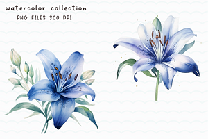 Lily Blue Watercolor Flowers