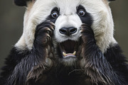 236 surprised animals, an Animal Photo by Handmadefont (Thumbnail 127 of 241)