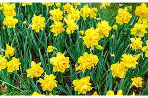Flower bed with yellow narcissuses at the Keukenhof spring garden,, a Nature Photo by Leonid Andronov