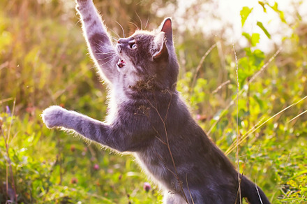 Funny striped cat jumping on a green featuring cat, pet, and animal, an Animal Photo by nataba
