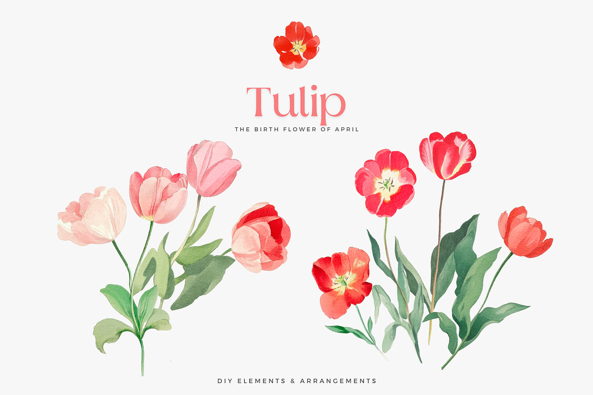 watercolor clipart tulip set, a Decorative Illustration by Patishop Art (Photo 4 of 11)
