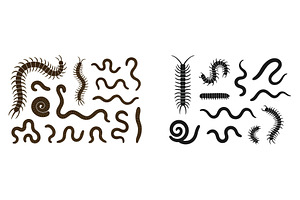 Various types of centipedes and, an Animal Illustration by ZinetroN