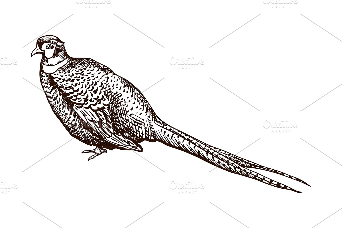 Antique engraving pheasant, an Animal Illustration by incomible