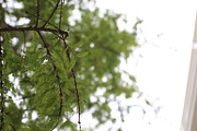 MEGA PhotoPack 50+ Nature Photos preview 4