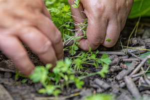 Farmer harvesting fresh parsley, a Photo by Grafvision photography