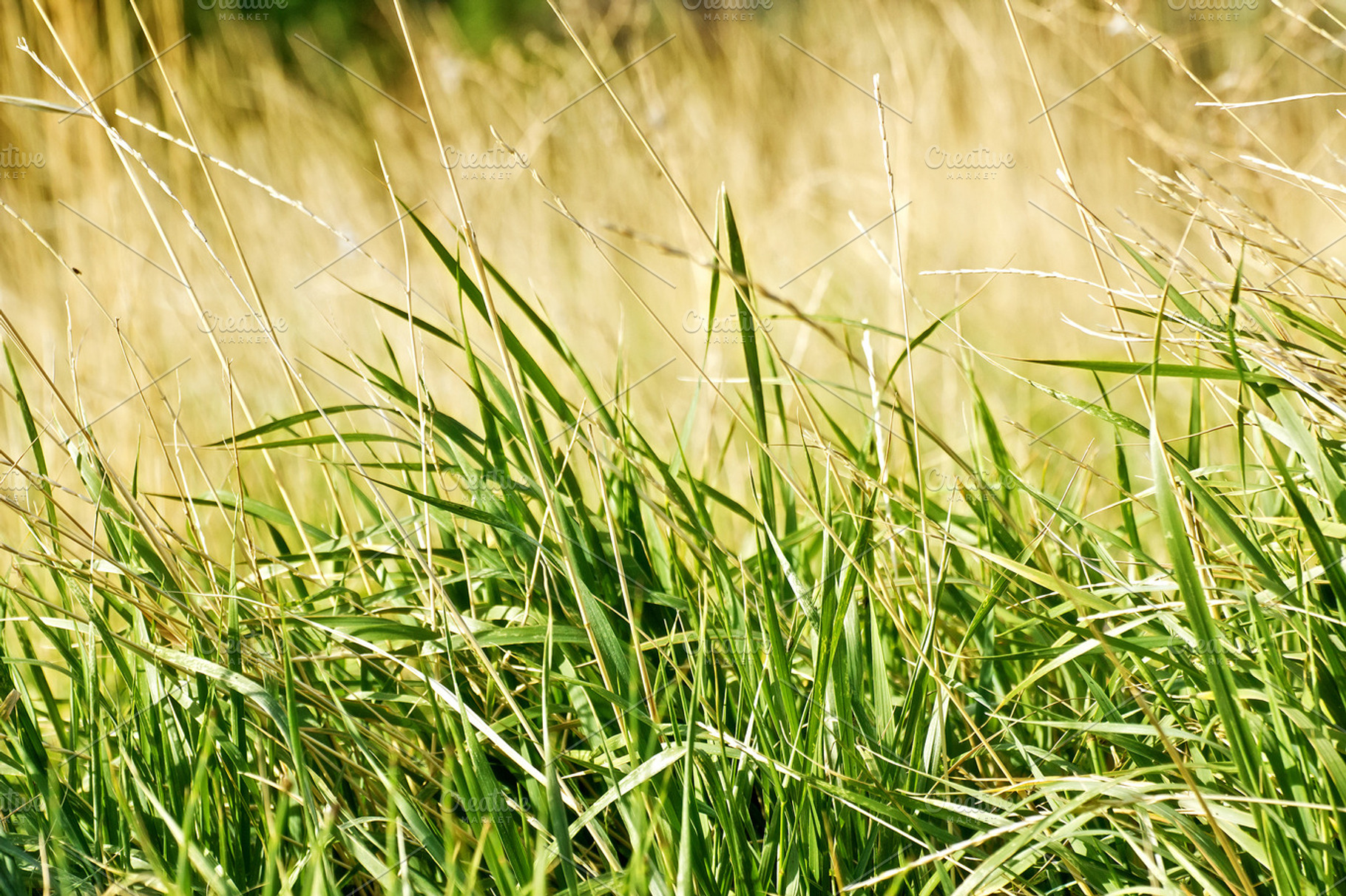 Vintage Grassline Background
