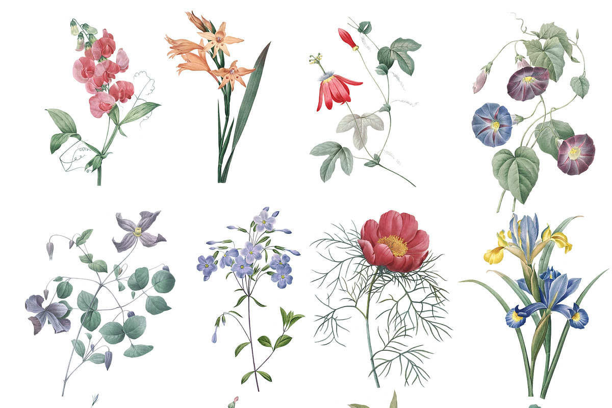 Botanical Illustrations - Garden, an Illustration by BlackBird Foundry (Photo 2 of 4)