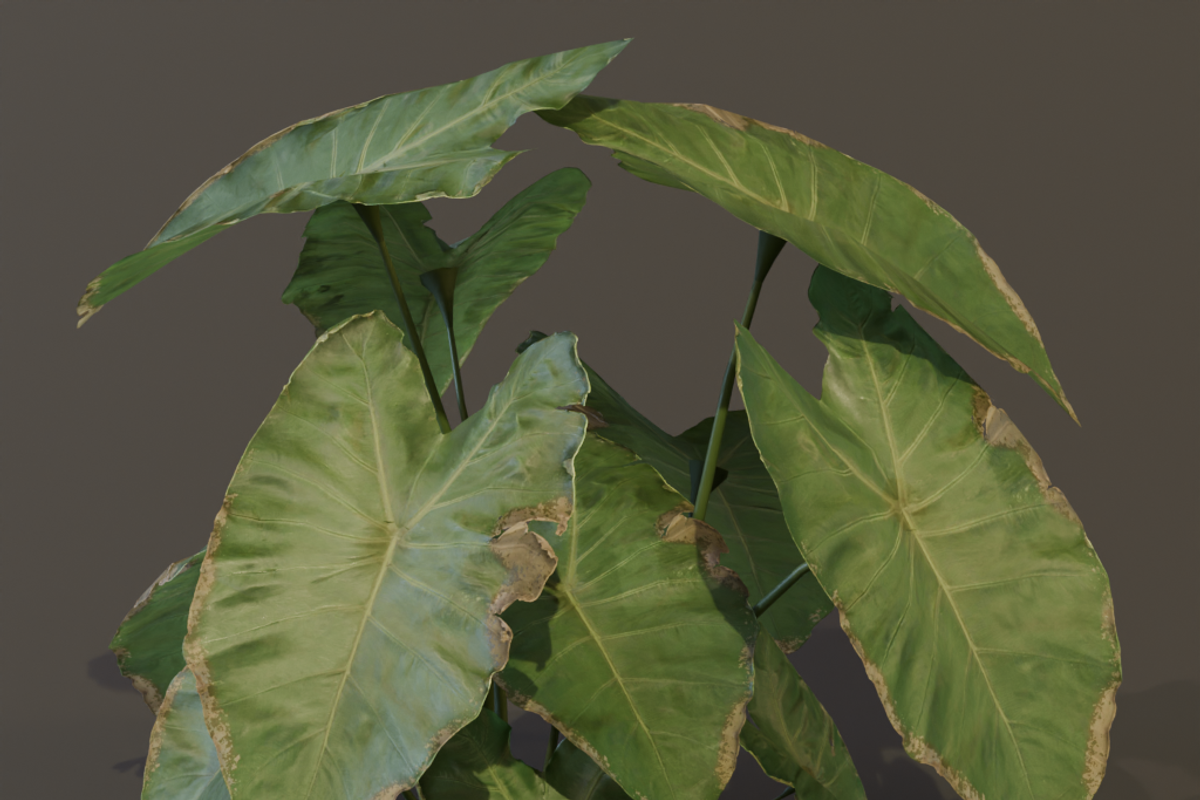 The BroadLeaf Taro Bush, a Plants & Tree 3D Model by FuturePastCreatives (Photo 11 of 19)