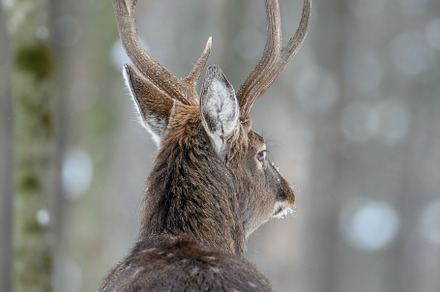 Male deer in the winter forest. Animal in natural habitat, an Animal Photo by Byrdyak