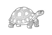 Turtle Line Art Illustration Bundle, an Illustration by Creativeshirt (Thumbnail 21 of 48)
