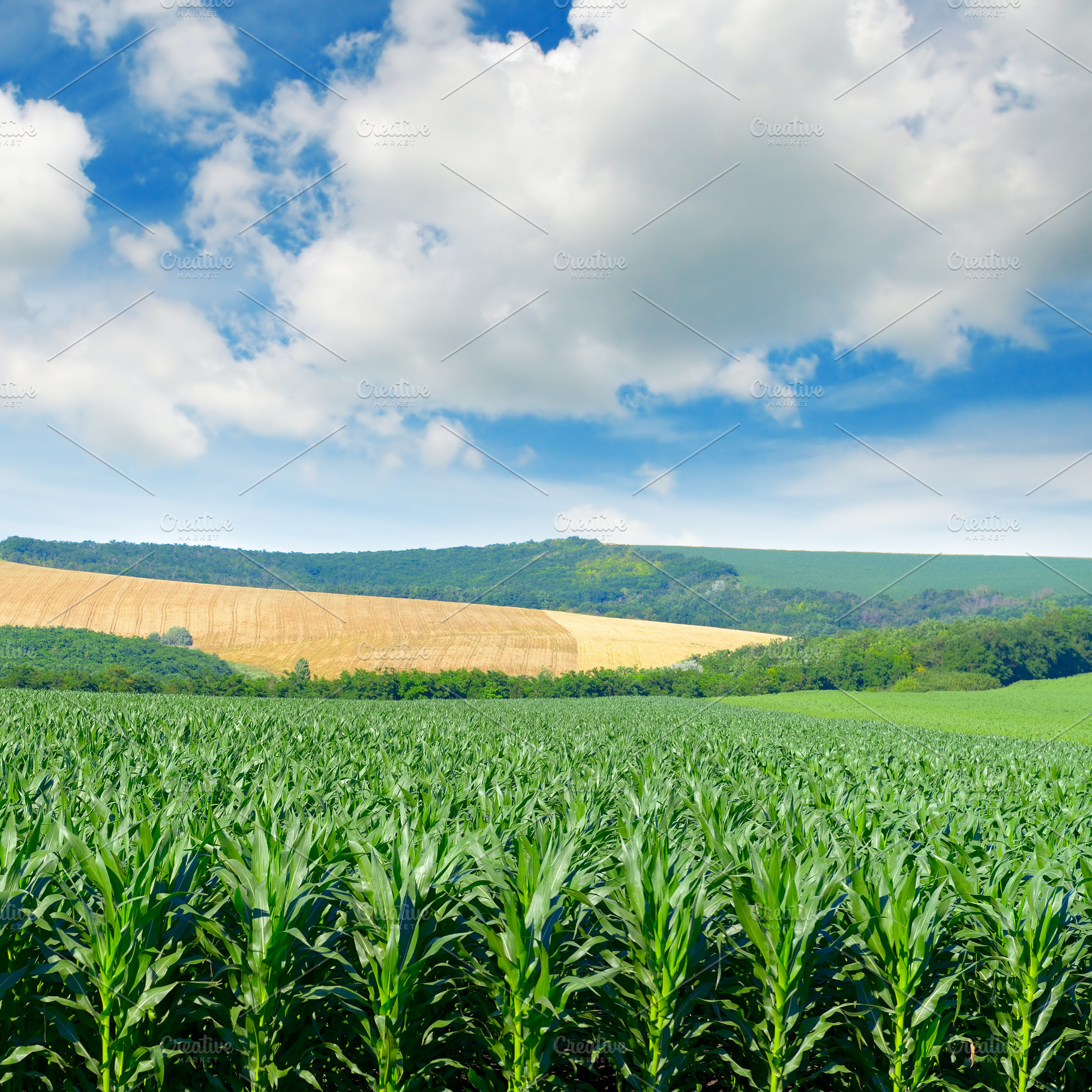 Corn field in picturesque hills and white clouds in the blue sky, a Nature Photo by Serg64