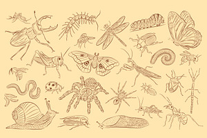 Insects Illustrations