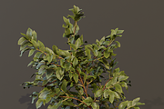 The Elderberry Bush, a Plants & Tree 3D Model by FuturePastCreatives (Thumbnail 4 of 9)
