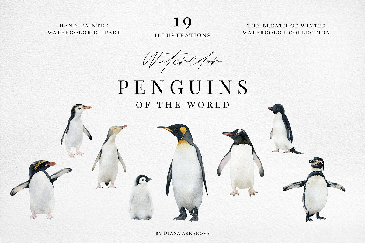 Watercolor penguins. Winter animals, an Animal Illustration by Diana Askarova Art (Photo 1 of 6)
