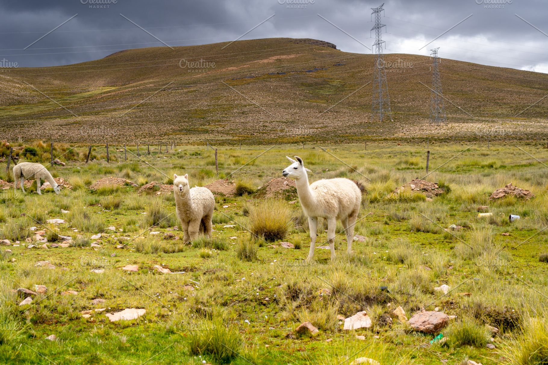 White Llama and Alpacas in the Peruvian Plain, an Animal Photo by GoodGoods