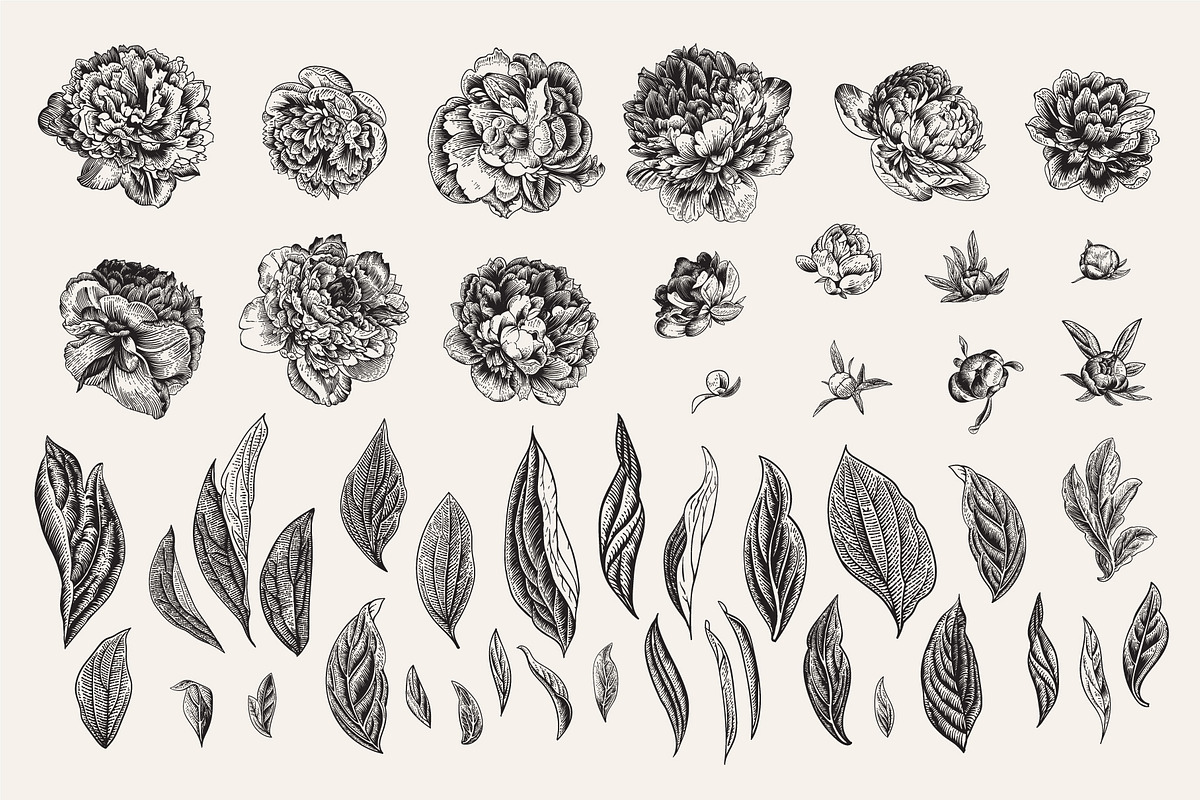 Peonies. Vintage illustrations, an Illustration by olga.korneeva (Photo 4 of 9)