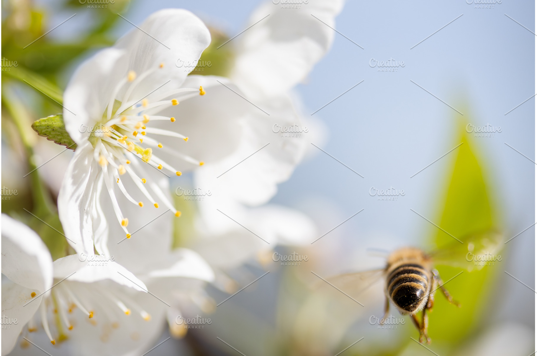 Macro shot of a Honey Bee flight, an Animal Photo by Pakosta