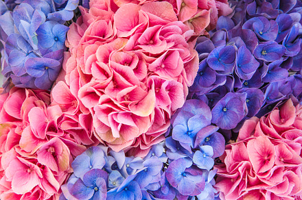 Pink and blue hydrangea background