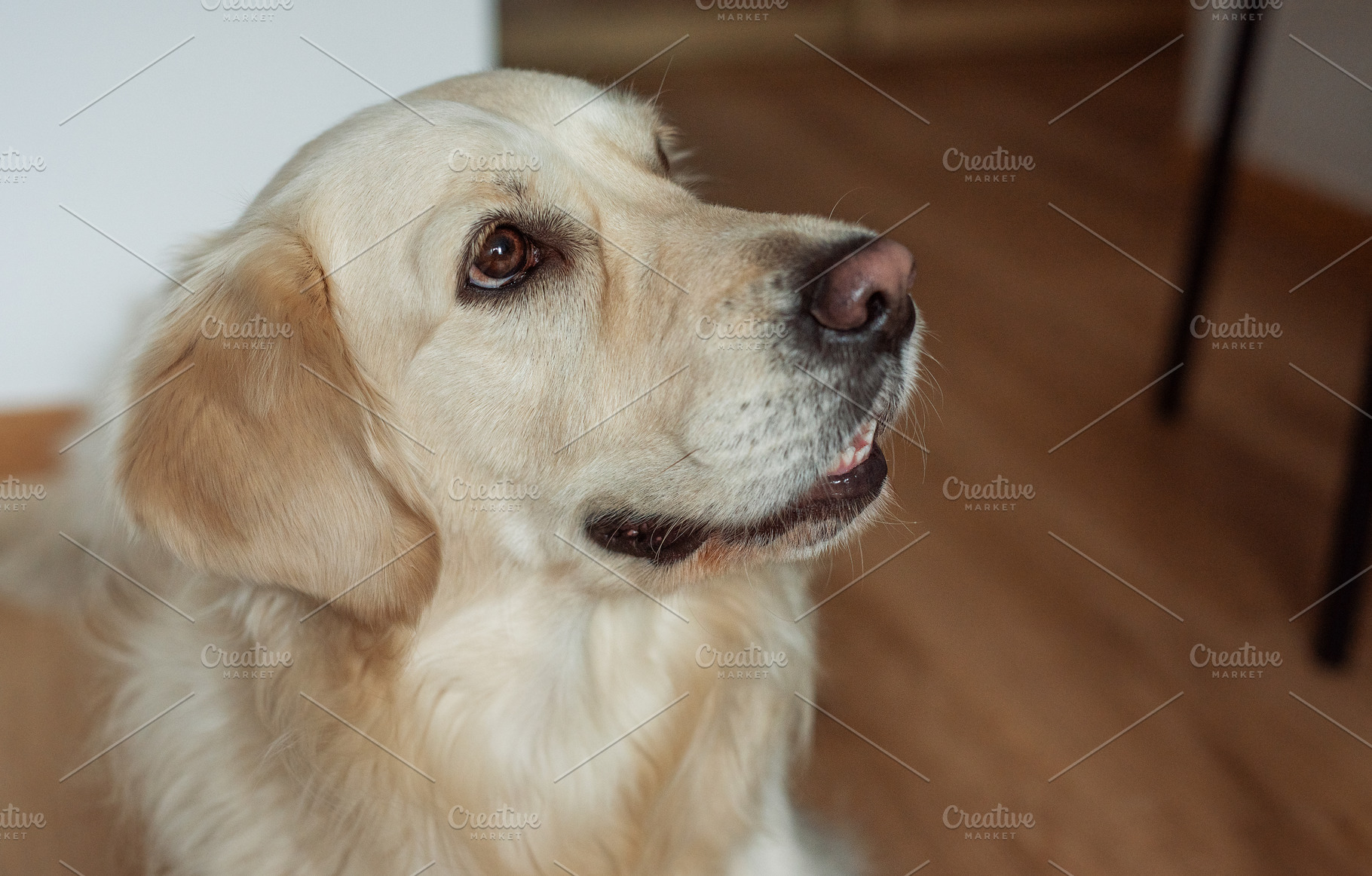Golden retriever dog looking up with loyalty, an Animal Photo by Olena Rudo