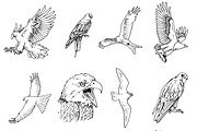12 Bird of Prey Illustration, an Animal Illustration by Oban Jones (Thumbnail 5 of 5)