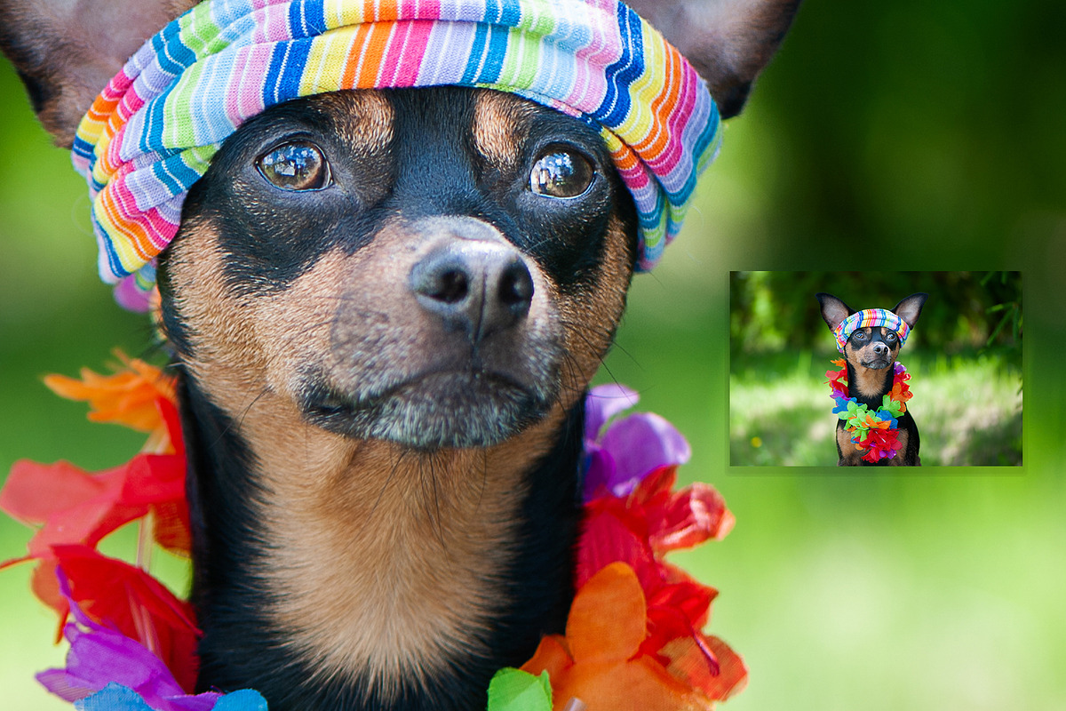 15 Dog Styled Photos, an Animal Photo by WildStrawberry Magic (Photo 7 of 11)