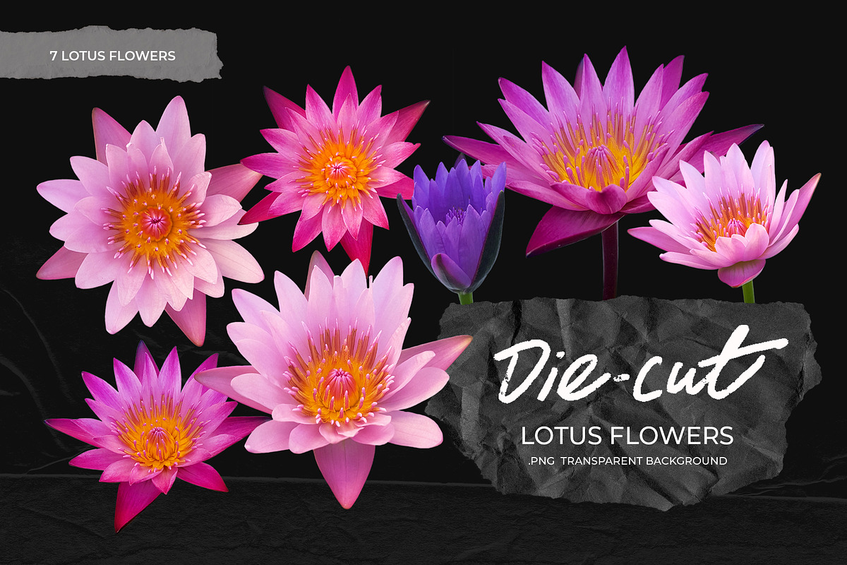 Die-cut Lotus Flowers Collection, a Photo by aniunova (Photo 1 of 2)