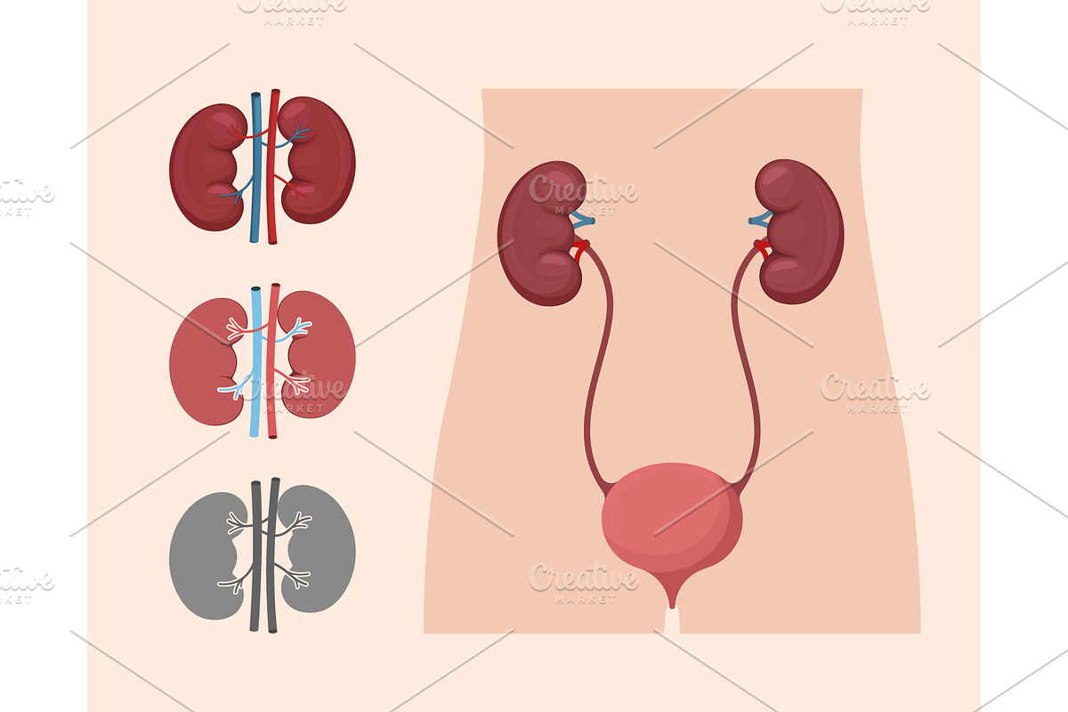 Human kidney and urinary system, a Healthcare Illustration by Yayasya