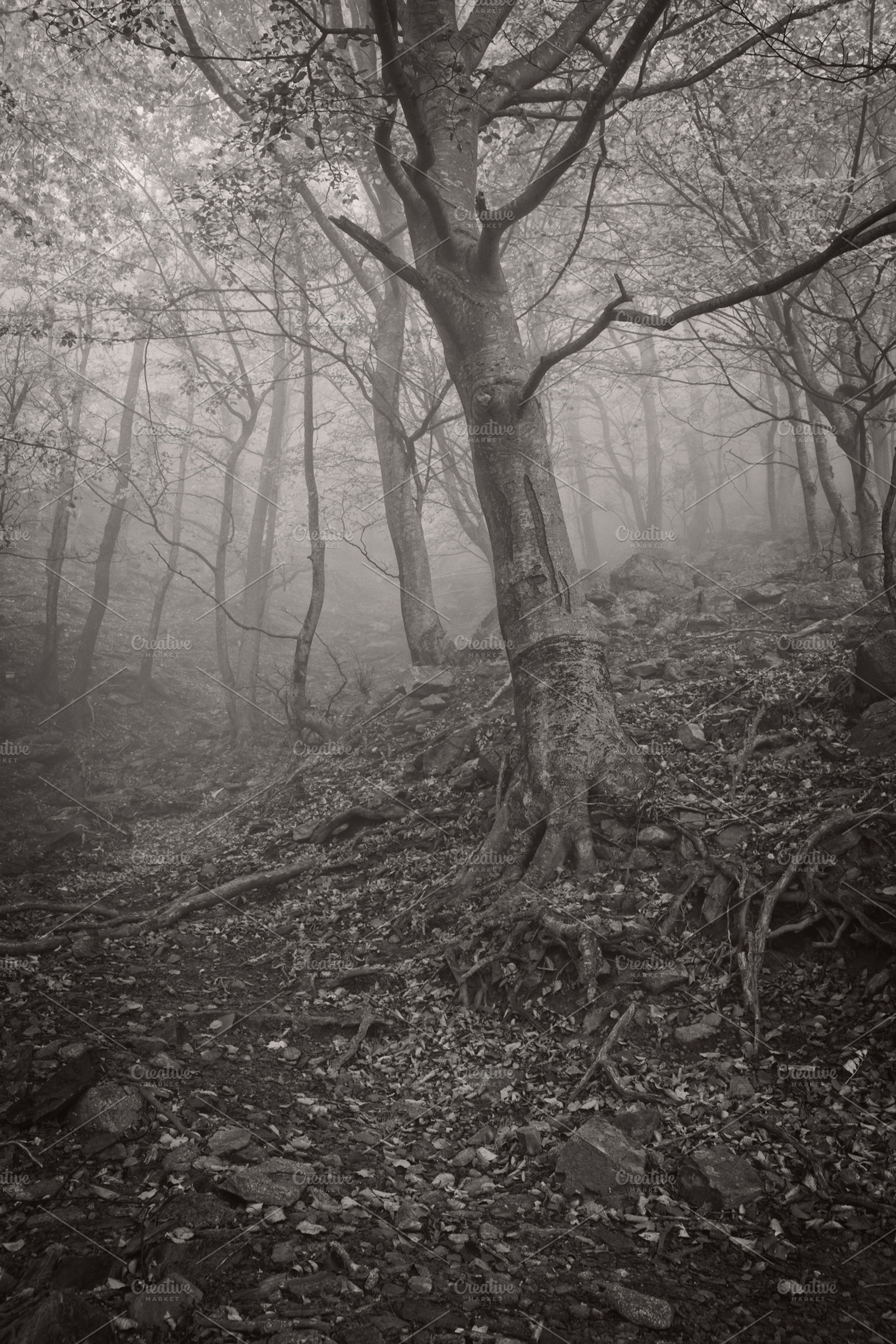 Misty forest stock photo containing mist and misty, a Nature Photo by davidalca