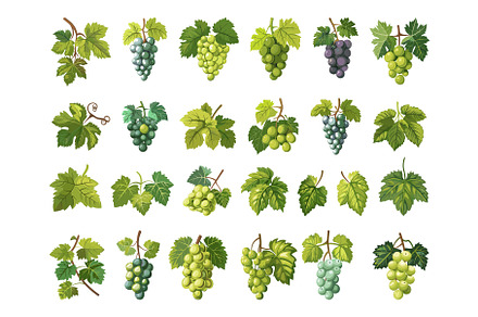 Cartoon Grape Leaves and Branches, a Food Illustration by LadadikArt