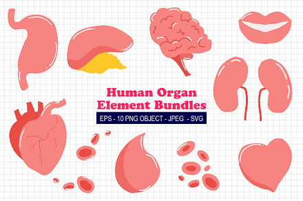 The human body