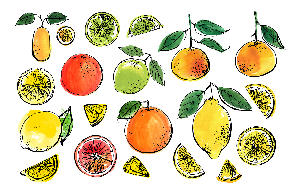 Citrus sketch. Oranges and lemons, a Food Illustration by irina.vaneeva (Photo 5 of 11)