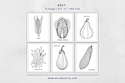 31 Vegetables Coloring Pages For Kid, an Illustration by Wilin Digital (Thumbnail 2 of 3)