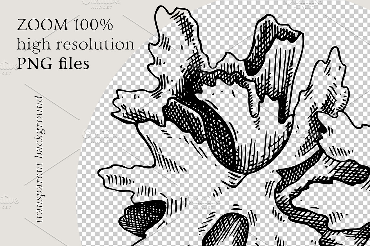 Medicinal Mushrooms & Plants Set, a Healthcare Illustration by Yevheniia (Photo 11 of 12)