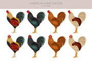 American Game Chicken breed clipart, an Animal Illustration by pet design shop (Thumbnail 2 of 5)