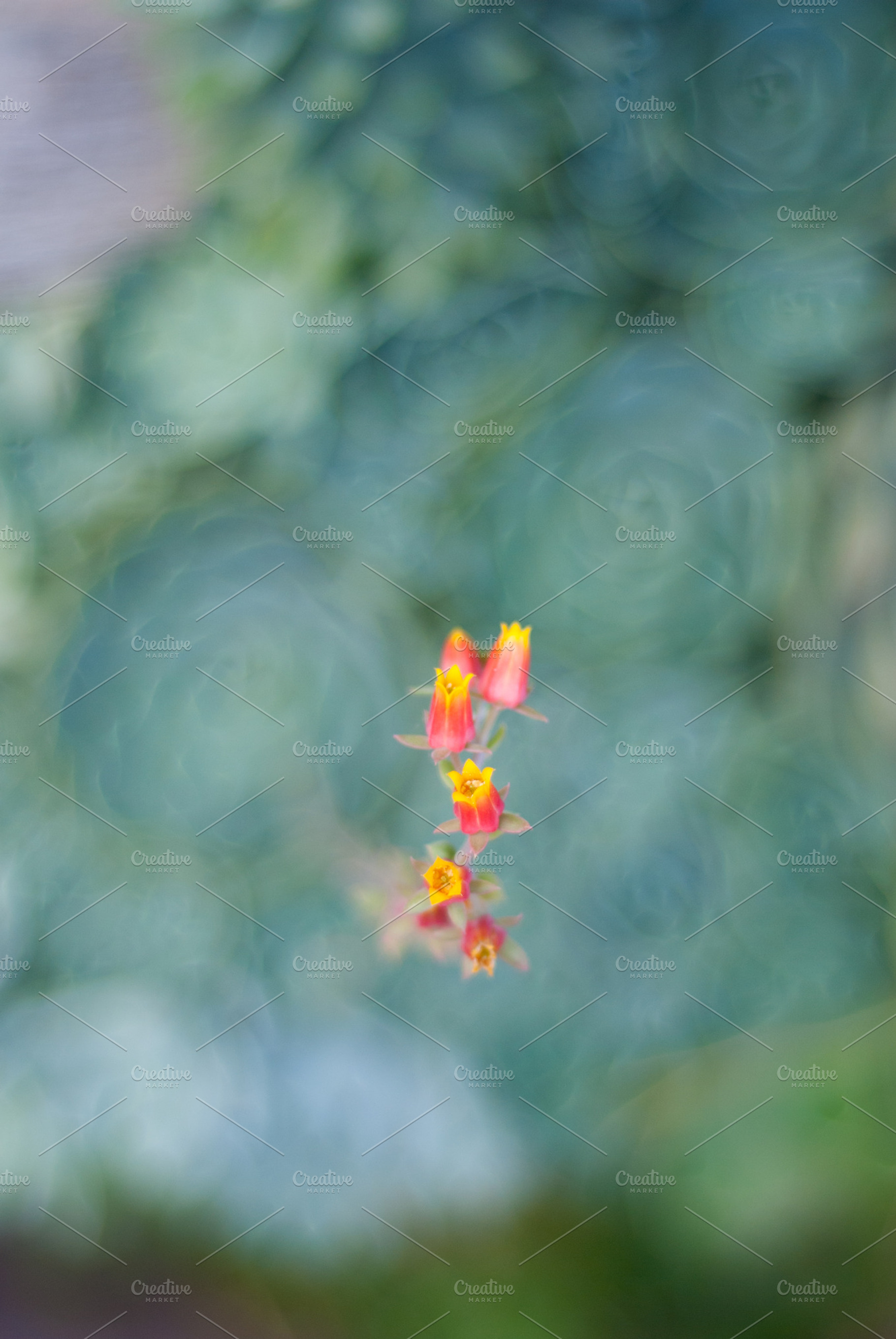 Succulent Blooms And Swirls