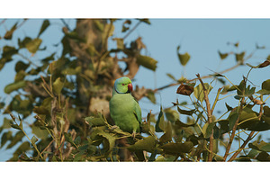 Agra, Uttar Pradesh, India. Motion, an Animal Photo by Our Amazing World