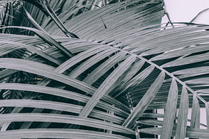 Palm leaves background containing green, leaf, and leaves
