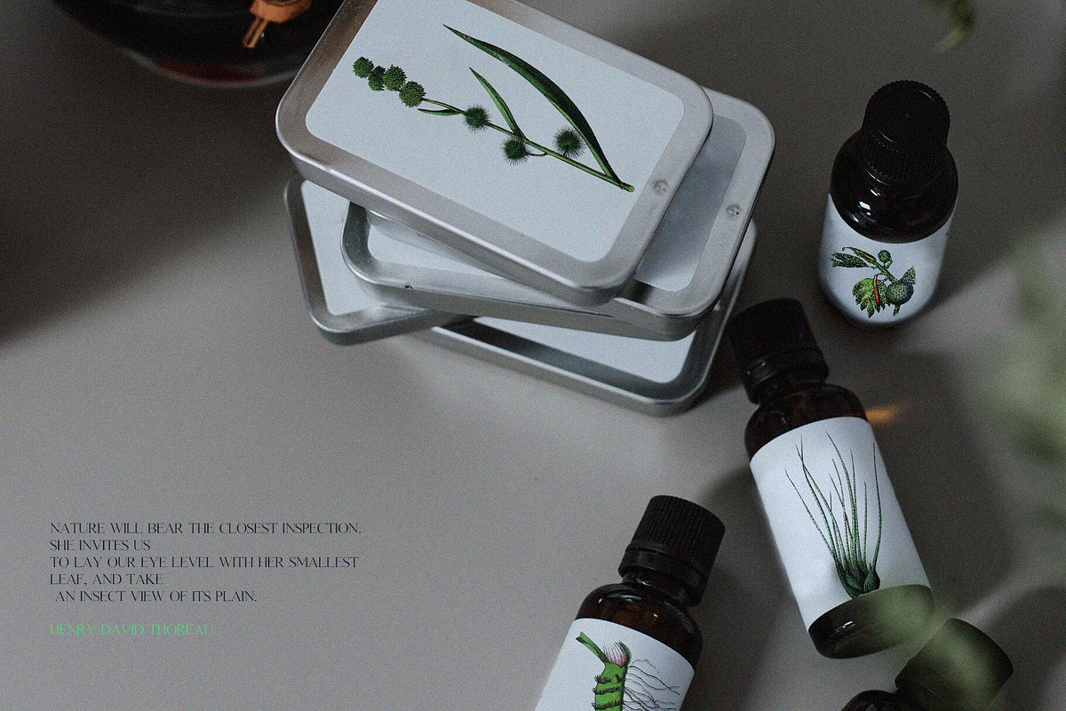 Vintage Jungle - Botany Tropical Set, an Object Graphic by Kaleriia (Photo 11 of 12)