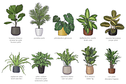 Indoor Plants VECTOR illustrations, a Seasonal Illustration by Natalka Dmitrova art (Thumbnail 8 of 16)