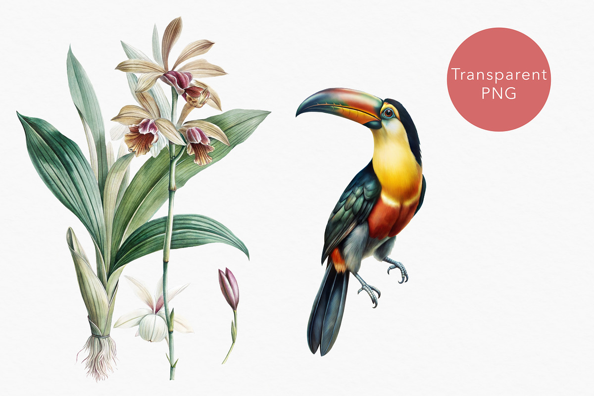 Tropical rainforest clip art set, a Seasonal Illustration by FleurArt