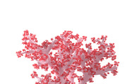 Acropora aasp 1, an Environmental 3D Model by AndrewWhite (Thumbnail 7 of 11)
