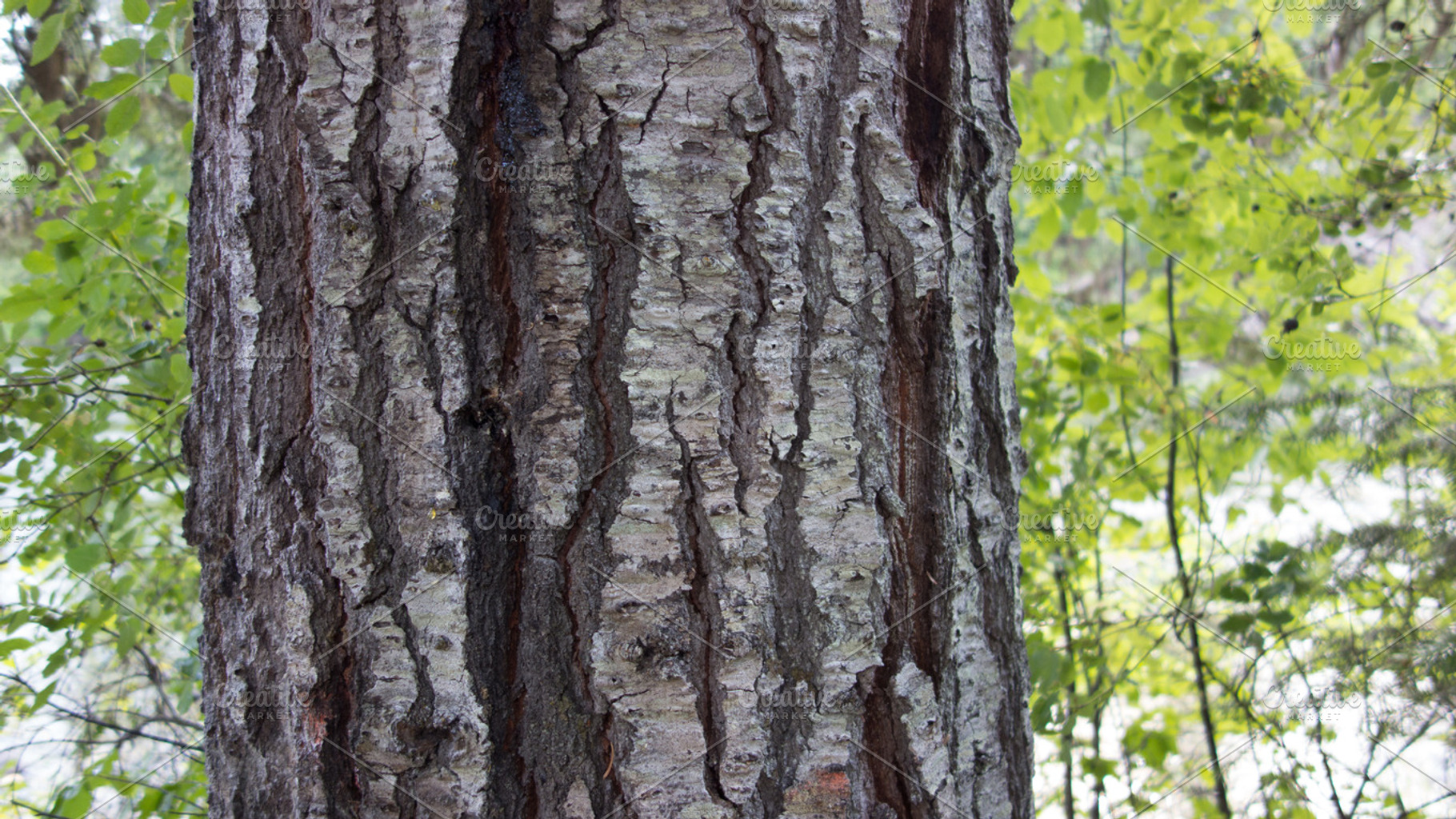 Tree Bark Stock Picture