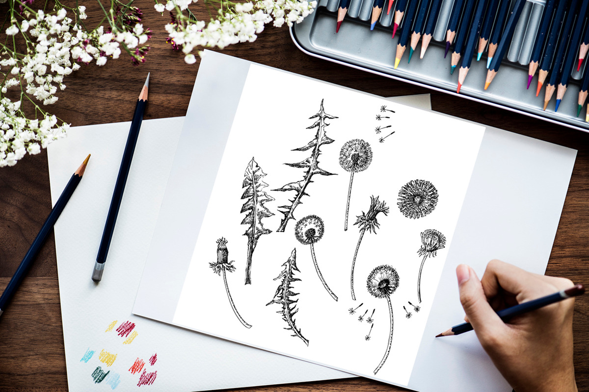 Dandelions  Sketches Clipart, a Decorative Illustration by Nataliapiache (Photo 3 of 5)