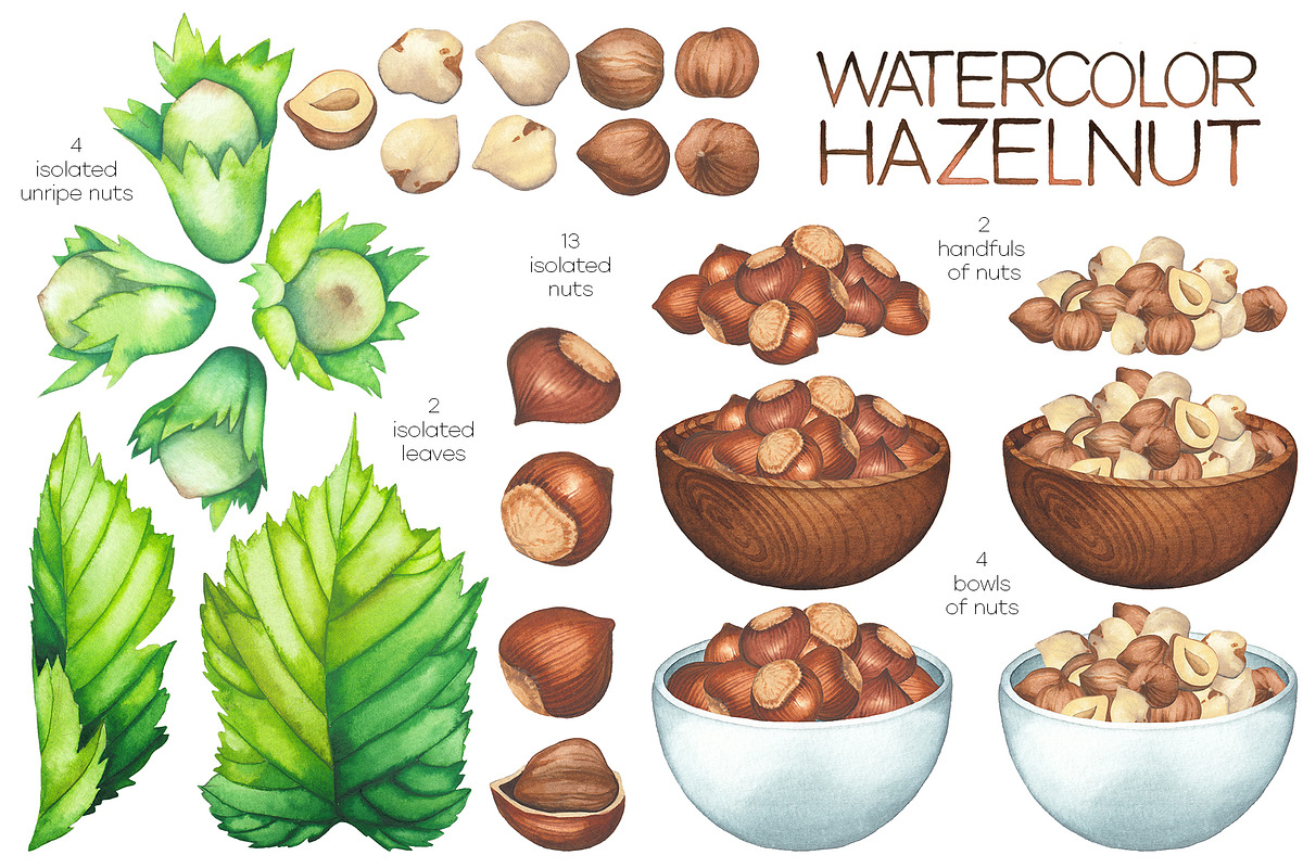 Watercolor hazelnuts and milk, a Food Illustration by Ekaterina Glazkova (Photo 2 of 10)