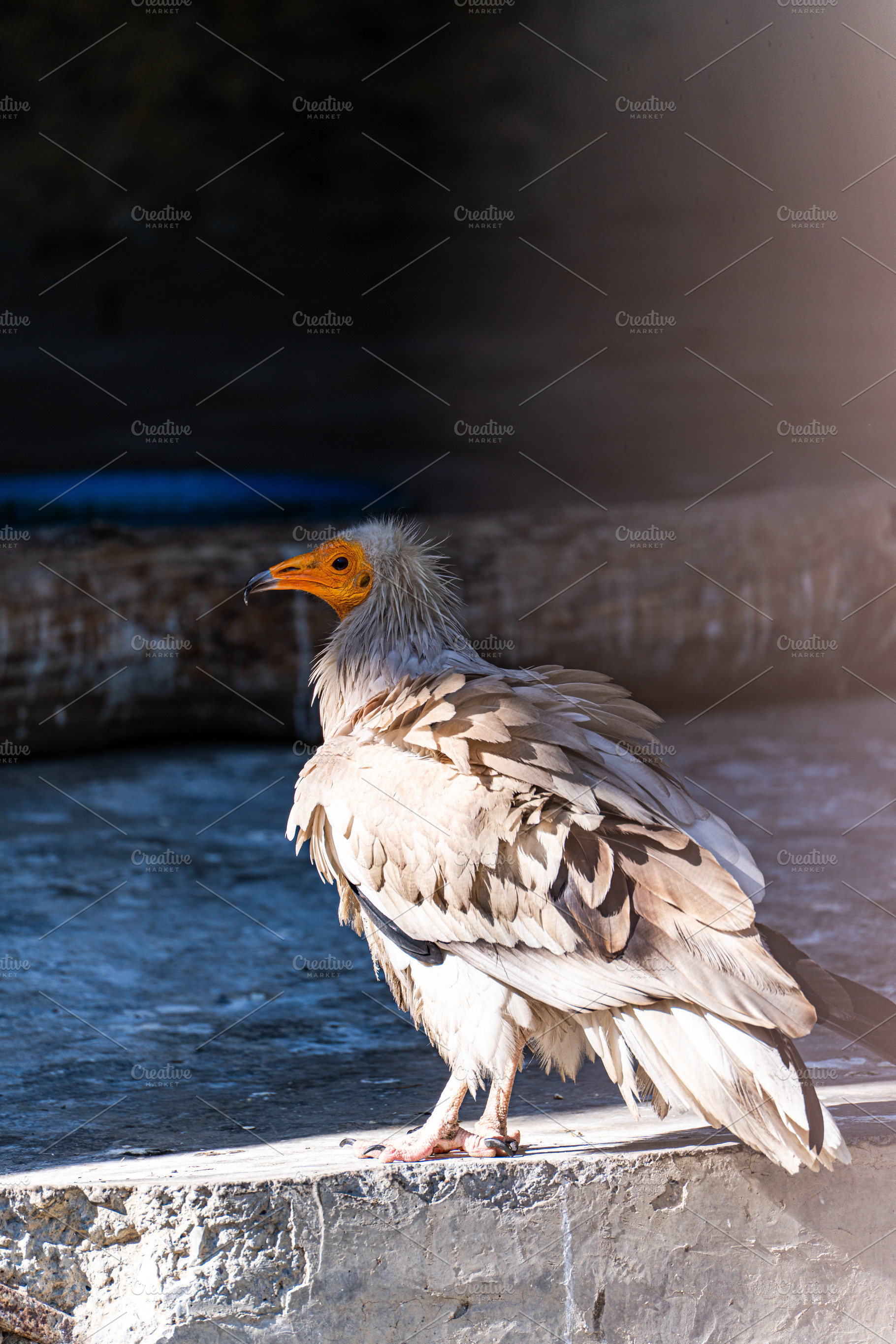 Cute Egyptian vulture fowl in the zoo, an Animal Photo by Anna Bogush